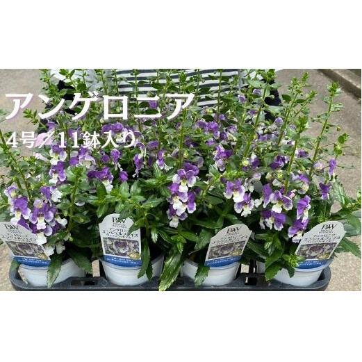 【2026年5月中旬より順次発送】アンゲロニア(4号鉢) 11鉢セット｜アンゲロニア エンジェルラベンダー 花 季節の花 須貝花園 先行予約 茨城県 行方市(C-12)
