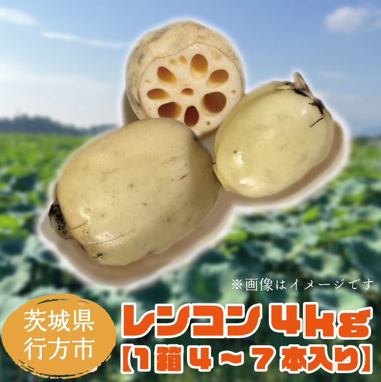 【2025年8月以降より順次発送】レンコン 約4kg|茨城県 行方市 ふるさと納税 蓮根 レンコン(EG-1)