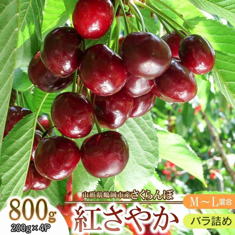 [令和7年産先行予約] 鶴岡市産 紅さやか M〜Lサイズ混合 バラ詰め800g (200g×4)