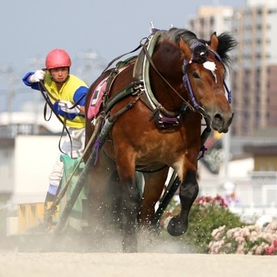 【北海道帯広】世界にたったひとつ!ばんえい競馬 個人冠協賛レース【1205457】