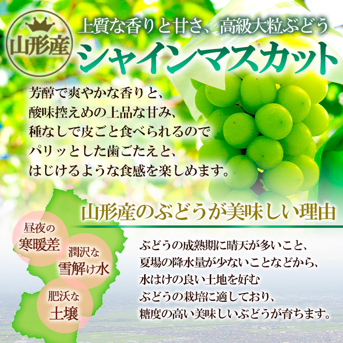 山形市産 シャインマスカット 秀 2kg(2～6房)[前半] 【令和6年産先行予約】FU22-712 | 山形県山形市 | JRE MALLふるさと納税