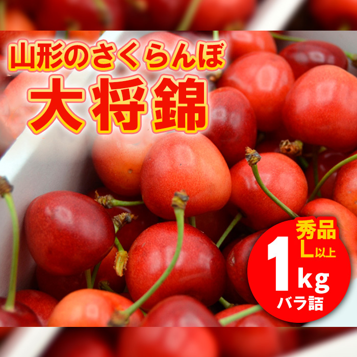 山形のさくらんぼ 大将錦 1kg Lサイズ以上 バラ詰 [令和7年産先行予約]FS24-561