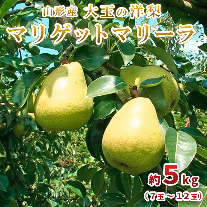 大玉の洋梨 マリゲットマリーラ 秀品 約5kg(7玉〜12玉) [令和7年産先行予約]FU23-005