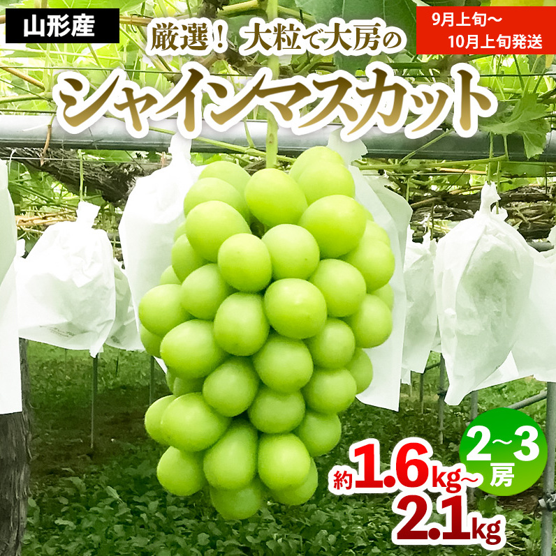 厳選!大粒で大房のシャインマスカット 秀品 2〜3房入り(約1.6kg〜2.1kg)[前半] [令和7年産先行予約]FS24-605