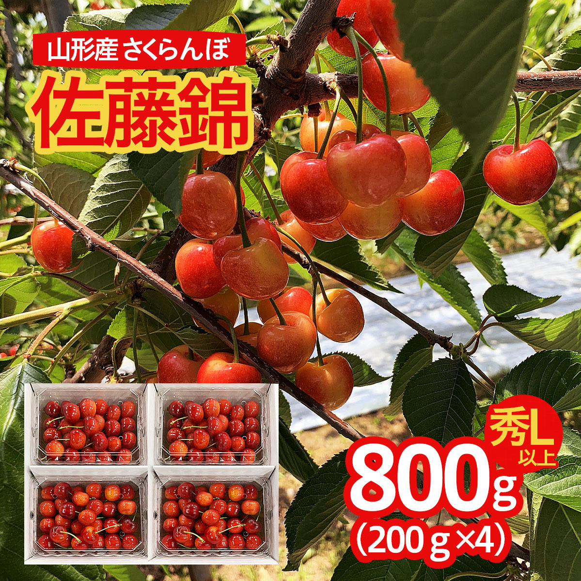 山形市産 さくらんぼ 佐藤錦 L以上 800g(200g×4パック) FS24-670