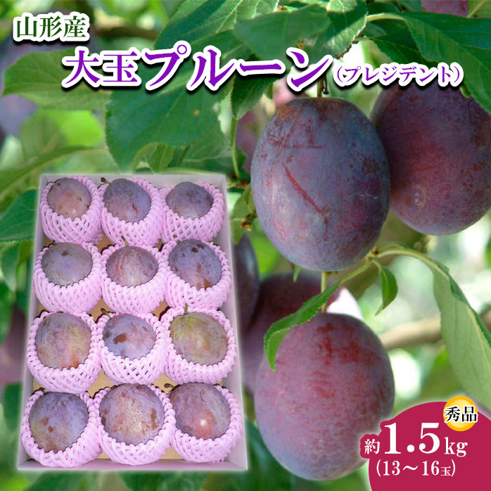 山形市産 大玉プルーン(プレジデント) 秀 約1.5kg(13〜16玉) [令和7年産先行予約]FU22-757