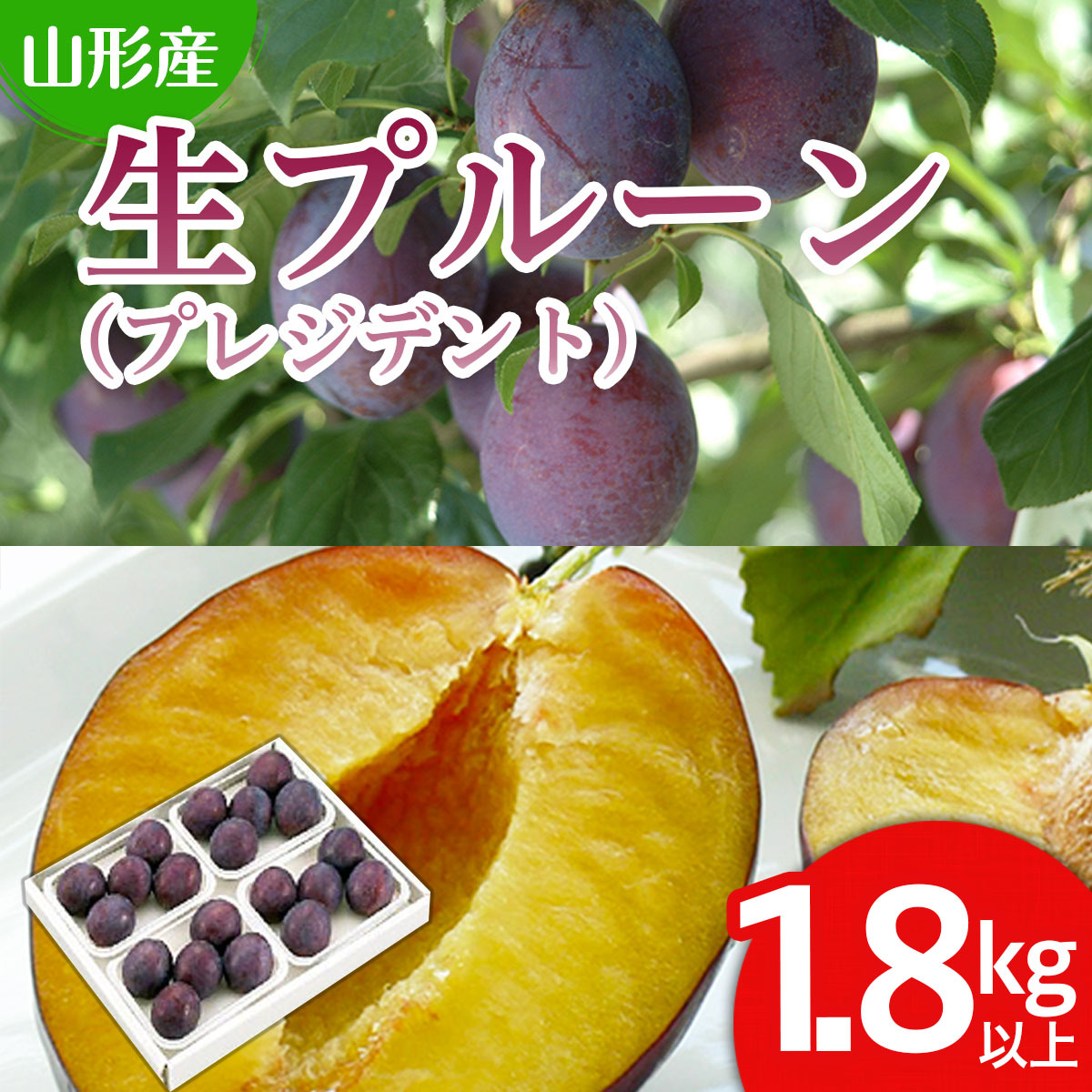 山形の生プルーン(プレジデント)1.8kg以上(450g×4パック) [令和7年産先行予約]FS24-654