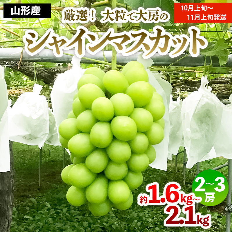 厳選!大粒で大房のシャインマスカット 秀品 2〜3房入り(約1.6kg〜2.1kg)[後半] [令和7年産先行予約]FS24-667