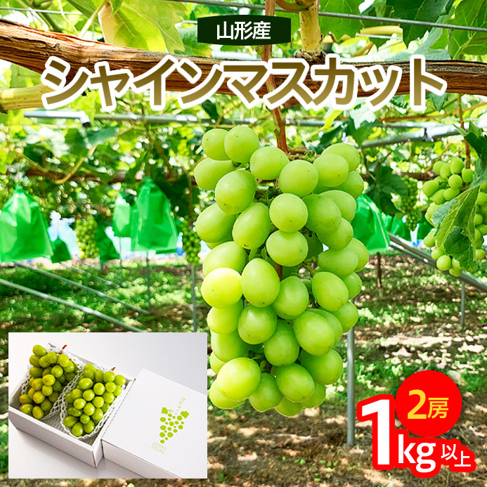 山形市産 シャインマスカット 秀 約1kg以上(2房)[後半] [令和7年産先行予約]FU23-038