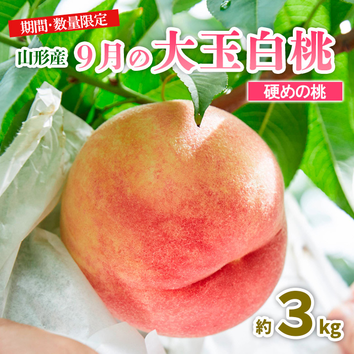 山形9月の大玉白桃 [硬めの桃] 秀品 約3kg [令和7年産先行予約]FU23-583