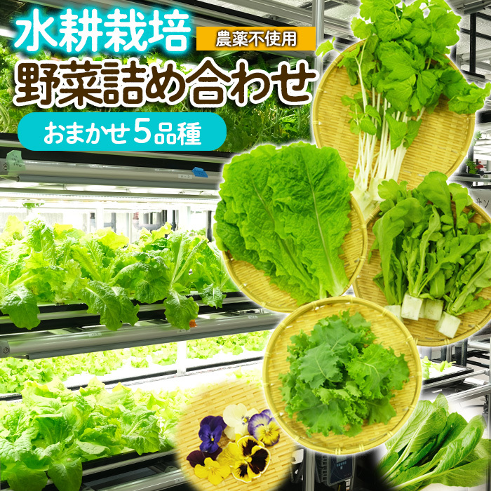 [ミライファーム]水耕栽培 野菜詰合せ おまかせ5品種[障がい者支援] FZ23-641