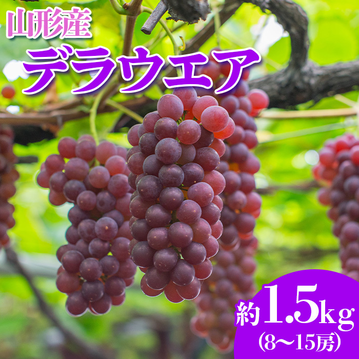 やまがたのぶどう デラウェア 7月・8月 秀品 約1.5kg(8〜15房程度) [令和7年産先行予約]FS23-820