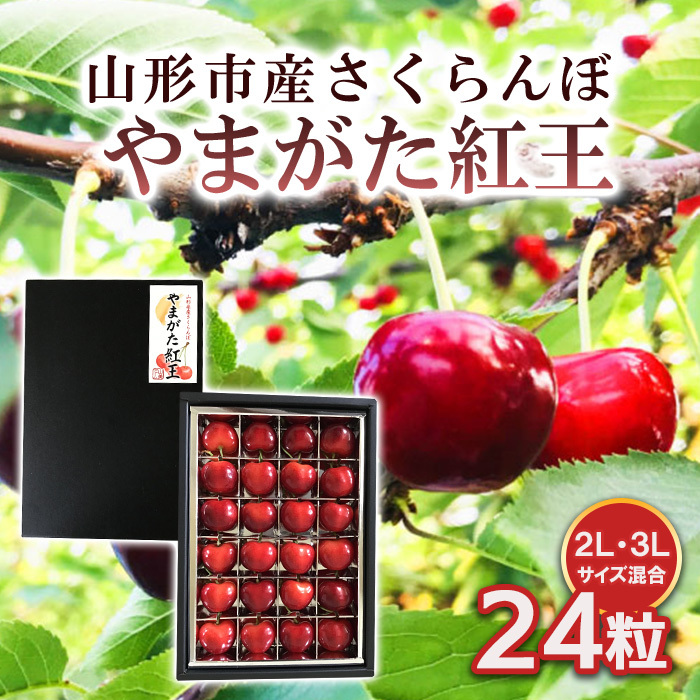 山形市産 さくらんぼ [やまがた紅王] 2L/3Lサイズ混合 24粒 [令和8年産先行予約]FS25-538