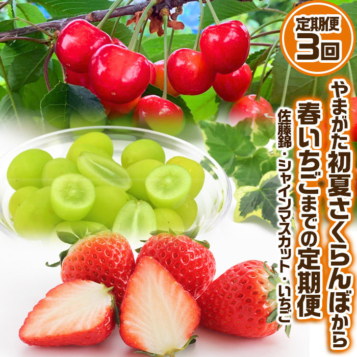 [定期便3回]やまがた 初夏さくらんぼから春いちごまでの定期便 [佐藤錦・シャインマスカット・いちご] [令和7年産先行予約]FS24-536