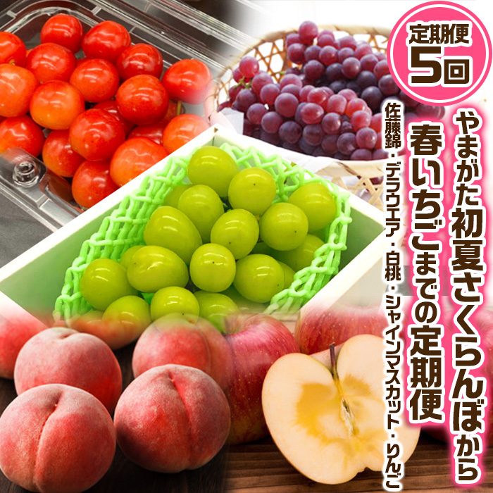 [定期便5回]やまがた "初夏さくらんぼから冬りんご"までの5回定期便(佐藤錦・デラウエア・白桃・シャインマスカット・りんご) [令和7年産先行予約]FS24-531