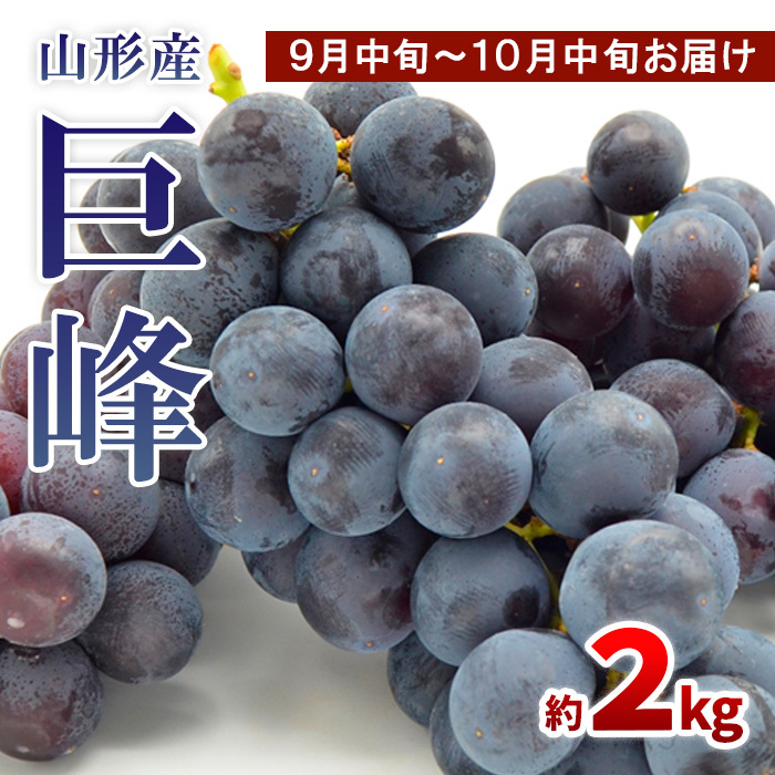 山形のぶどう 巨峰 秀品 約2kg(3～6房)[9月中旬～10月中旬お届け]【令和8年産先行予約】FS24-652