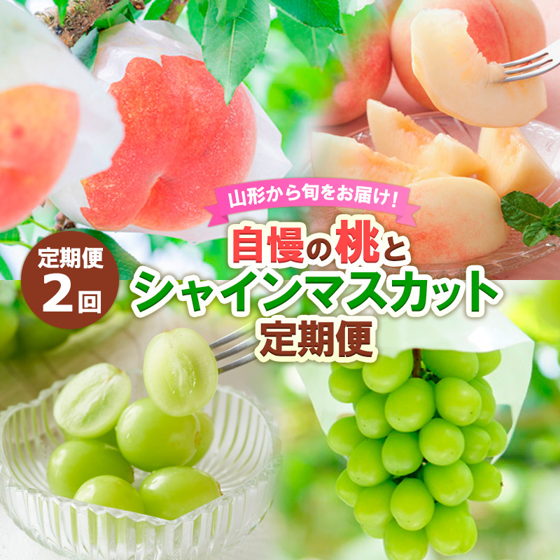 [定期便2回]山形から旬をお届け!自慢の桃とシャインマスカット定期便 [令和7年産先行予約]FS24-501