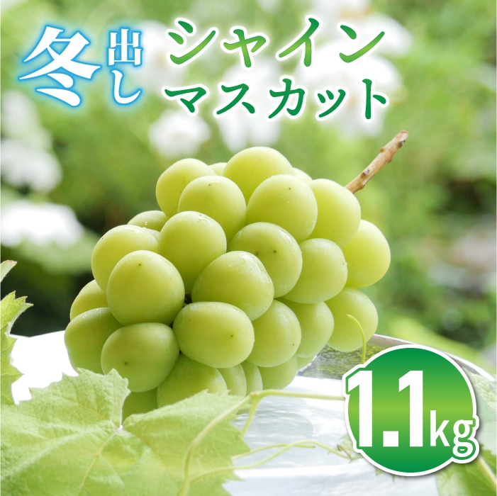 東御市産冬出しシャインマスカット 約1.1kg ※2024年11月下旬～12月中旬頃に順次発送予定ぶどう 葡萄 マスカット 家庭用 お取り寄せ ギフト フルーツ 果物 甘い 美味しい 国産 信州 長野県東御市