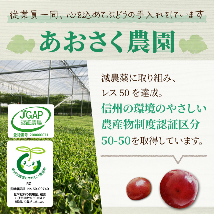 先行予約2025年発送【あおさく農園】皮ごと食べられるクイーンセブン2～3房（約1kg）※2025年9月以降発送予定 | 長野県東御市 | JRE  MALLふるさと納税