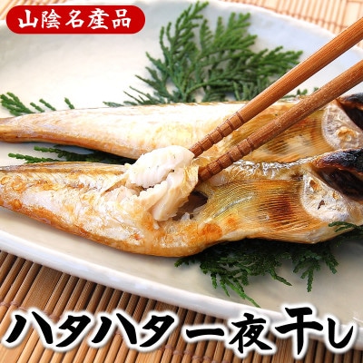山陰の大型ハタハタ一夜干し 10匹入り【配送不可地域:離島】【1075782】