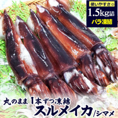 スルメイカ(冷凍)たっぷり約1.5kg サイズ不揃い 兵庫県新温泉町【配送不可地域:離島】【1318898】