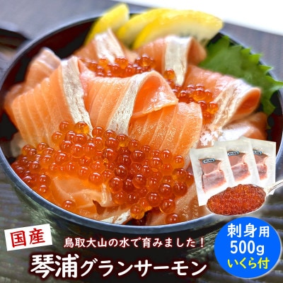 薬剤未使用で安心 国産とっとり琴浦グランサーモン刺身用500g いくら付 訳あり 小分け個包装で便利【配送不可地域:離島】【1641834】
