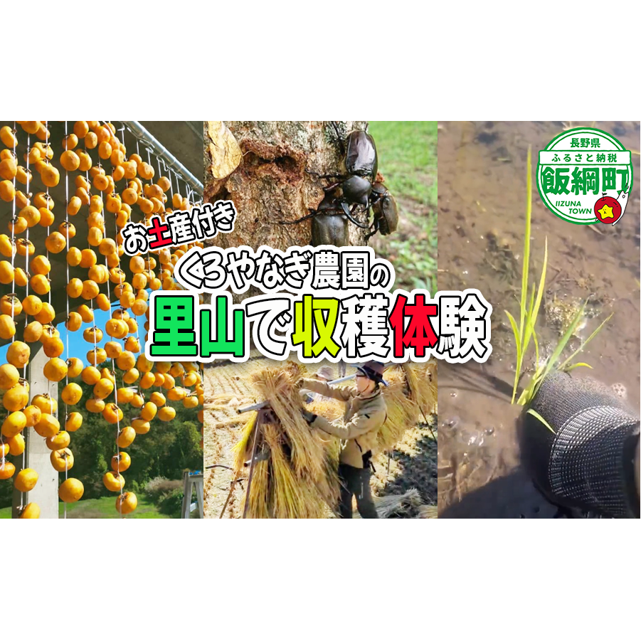 【 収穫体験 】 収穫体験　1時間（1名様からご家族までOK）お土産付き《 季節のお野菜の収穫 山菜採り 田植え 稲刈り 干し柿作り しいたけの駒打ち クワガタ虫捕り 》 くろやなぎ農園 長野県 飯綱町 [1984]