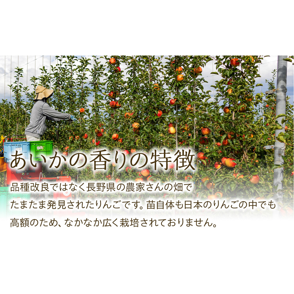 りんご あいかの香り 約3kg セット 2025年 令和7年度発送分