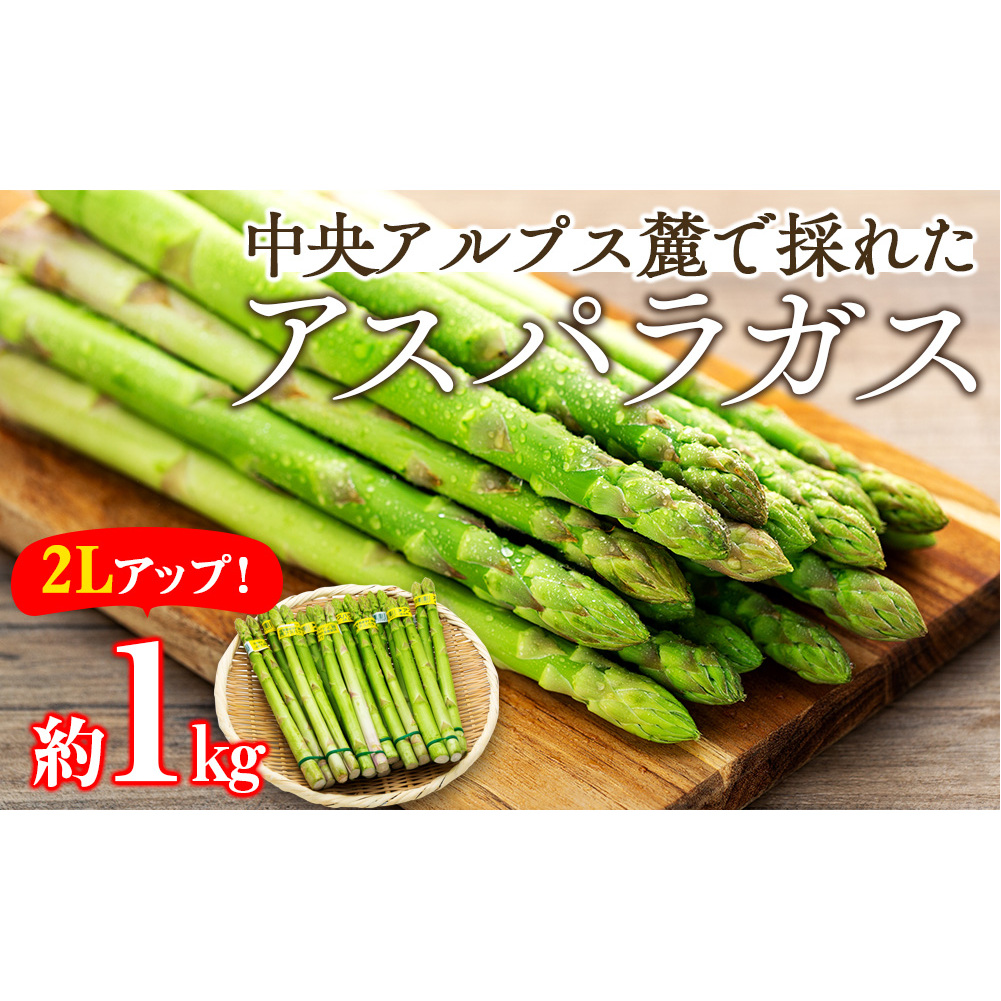 アスパラガス 約1kg 2Lアップ 野菜 グリーンアスパラガス 春野菜 カロテン ビタミン 緑黄色野菜 栄養たっぷり 国産 長野県産 上伊那産 食材 食べ物 こだわりの逸品 やわらかな食感