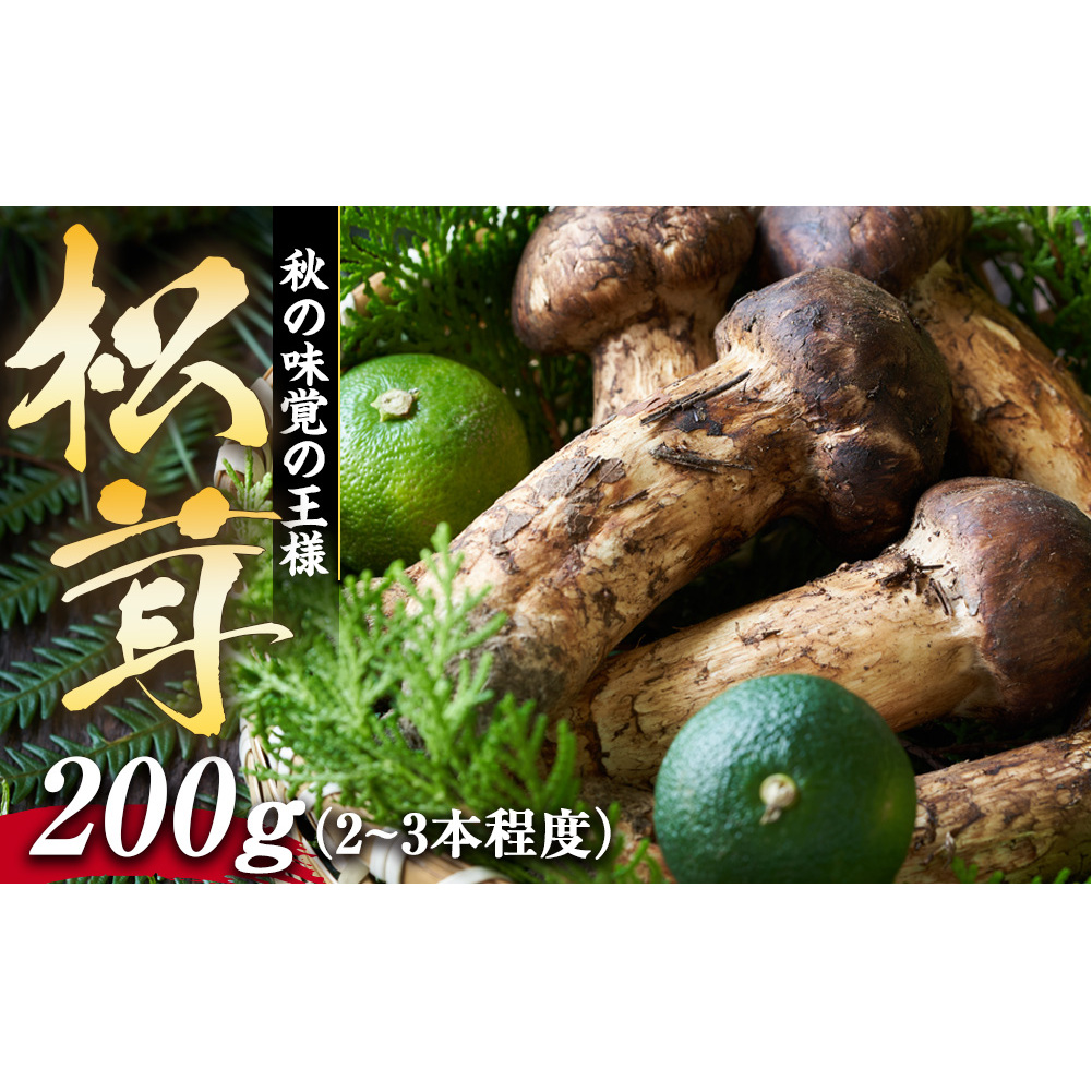 松茸 200g 2～3本程度 箕輪町産 秋の味覚 まつたけ マツタケ きのこ キノコ 旬の野菜 信州 長野 長野県