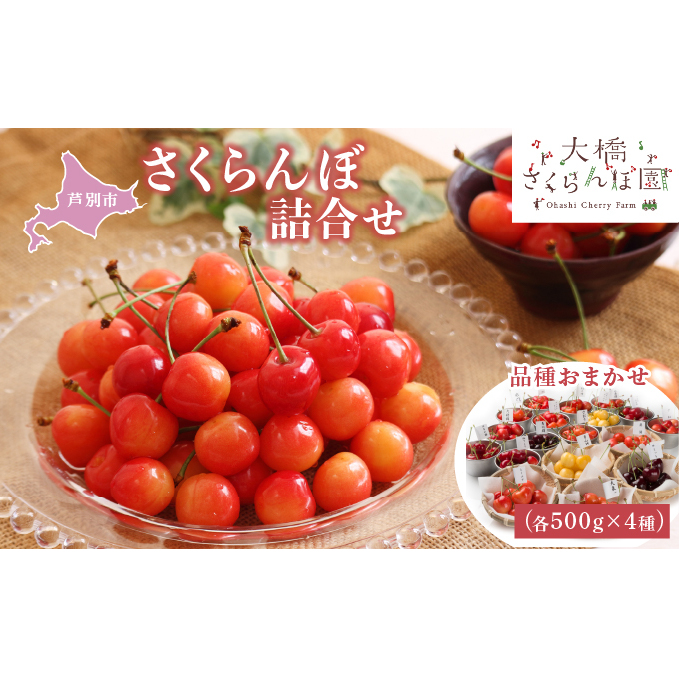 さくらんぼ 先行受付 4種 500g 品種お任せ セット 詰め合わせ 大橋さくらんぼ園 サクランボ チェリー 果物 果物類 フルーツ デザート 完熟 甘い 北海道 芦別市