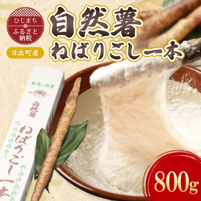 【数量限定】日出町産自然薯「ねばりごし一本」 (800g)【1134764】