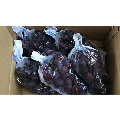 巨峰(種あり) 約2kg(5～7房)葡萄作り60年の果樹園が朝採れ厳選でお届けします【配送不可地域：離島】【1521535】