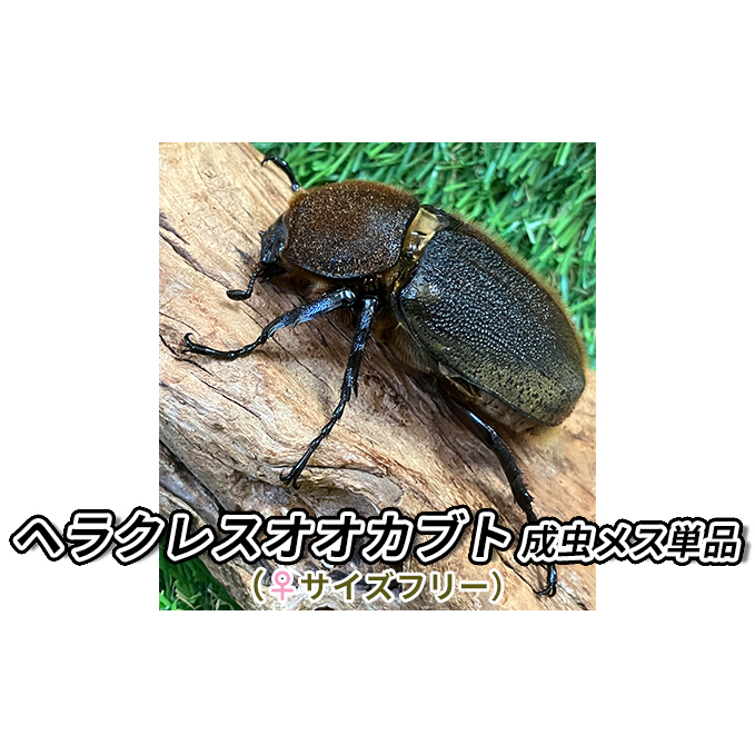 ヘラクレスオオカブト成虫メス単品（♀サイズフリー）【 生き物 昆虫 男の子 子供 飼育観察 自由研究 自然 環境 学習 孫 プレゼント 学び 】 