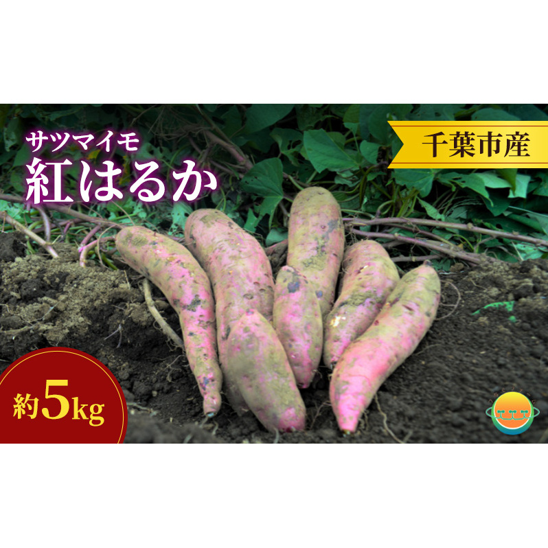 【先行受付】サツマイモ(紅はるか)約5kg 千葉市産/土付き無選別/未来につなぐ農業「つなぐファーム」/2025年12月上旬頃から順次発送