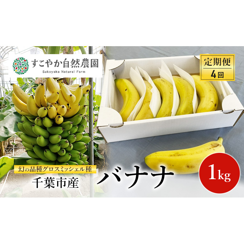 幻の品種 グロスミッシェル種 千葉市産 バナナ 1kg 定期便（4回）1月～4月出荷 果物 フルーツ 千葉市