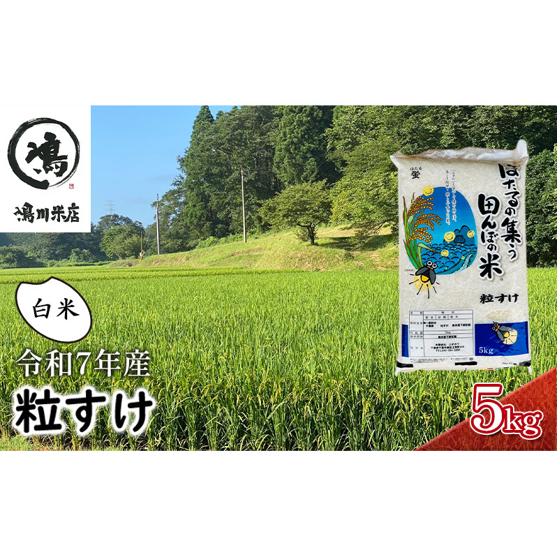 新米 令和7年 粒すけ 5kg 千葉産 白米 【 お米 こめ コメ おこめ 】