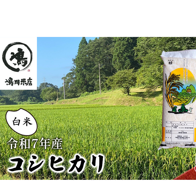 新米 令和7年 コシヒカリ 白米 5kg お米 精米 粘りつやつや 甘み 美味しい 新鮮