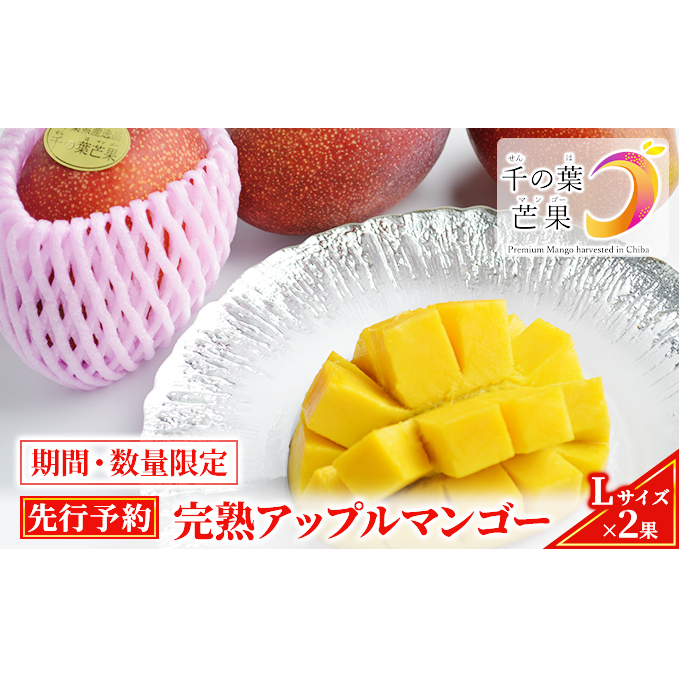 【千の葉ライチ】完熟アップルマンゴーL×2果入 (先行予約)【マンゴー フルーツ 高級果実 国内】 果物 国産 デザート 食後 新鮮 完熟マンゴー 国産マンゴー 化粧箱入り