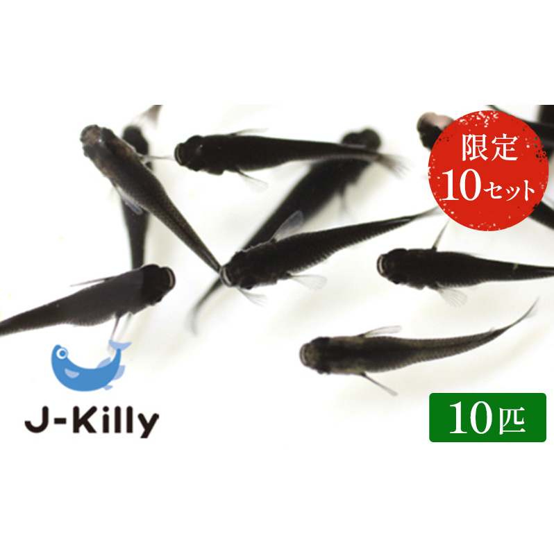 改良メダカ　オロチ　10匹 