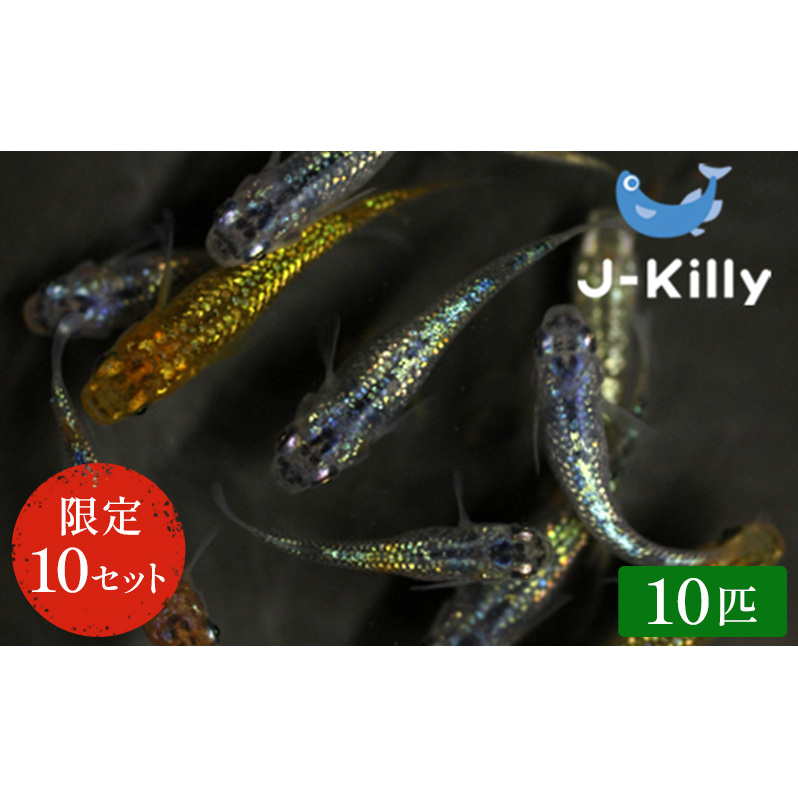 カラフルラメメダカMIX　10匹 