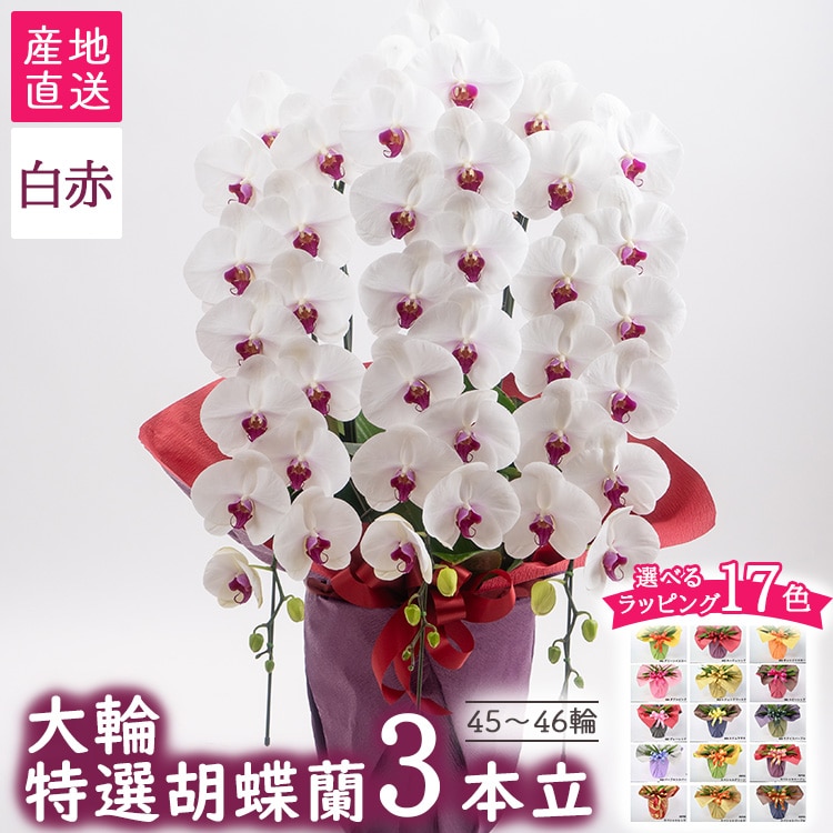 【栃木県宇都宮産】特選胡蝶蘭(大輪)白赤 3本立 45~46輪クラス ※離島への配送不可