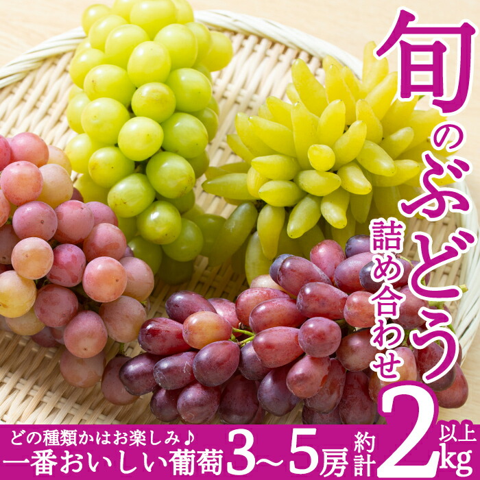 B-050 <期間限定!2025年8月中旬~9月下旬の間に発送予定>旬のぶどう詰め合わせ3~5房(約2kg以上)【さくら農園】ぶどう 食べ比べ シャインマスカット 瀬戸ジャイアンツ フルーツ 果物 期間限定