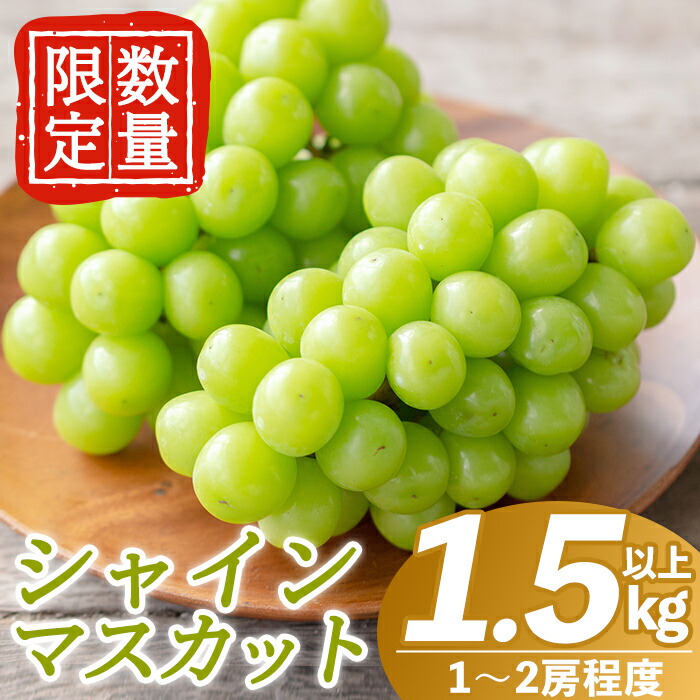 B0-206 <期間限定!2025年8月中旬~10月中旬の間に発送予定>数量限定!シャインマスカット(約1.5kg以上)【さくら農園】霧島市 ぶどう シャインマスカット フルーツ 果物 期間限定