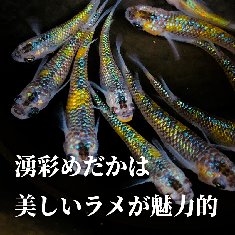 めだか ミックス 12匹 メダカ 生体 観賞用 魚 ペット 観賞魚 | 秋田県美郷町 | JRE MALLふるさと納税