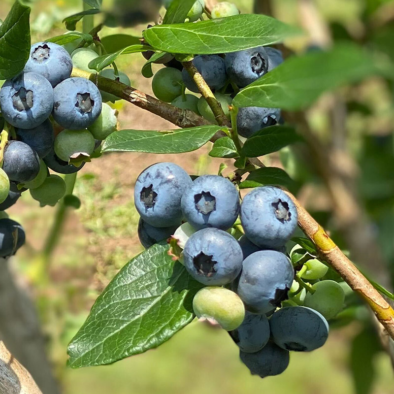 くろかわ農園 ブルーベリー 1kg（500g×2パック） | 秋田県美郷町 | JRE