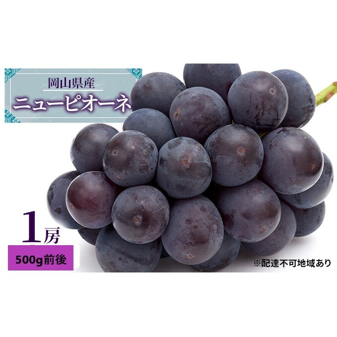 ぶどう 2026年 先行予約 ニュー ピオーネ 1房 500g前後 ブドウ 葡萄  岡山県産 国産 フルーツ 果物 ギフト デザート 食後 種なし 大粒 甘みが強い 酸味 バランス 