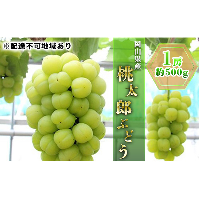 ぶどう 2026年 先行予約 桃太郎 ぶどう 1房 約500g ブドウ 葡萄  岡山県産 国産 フルーツ 果物 ギフト