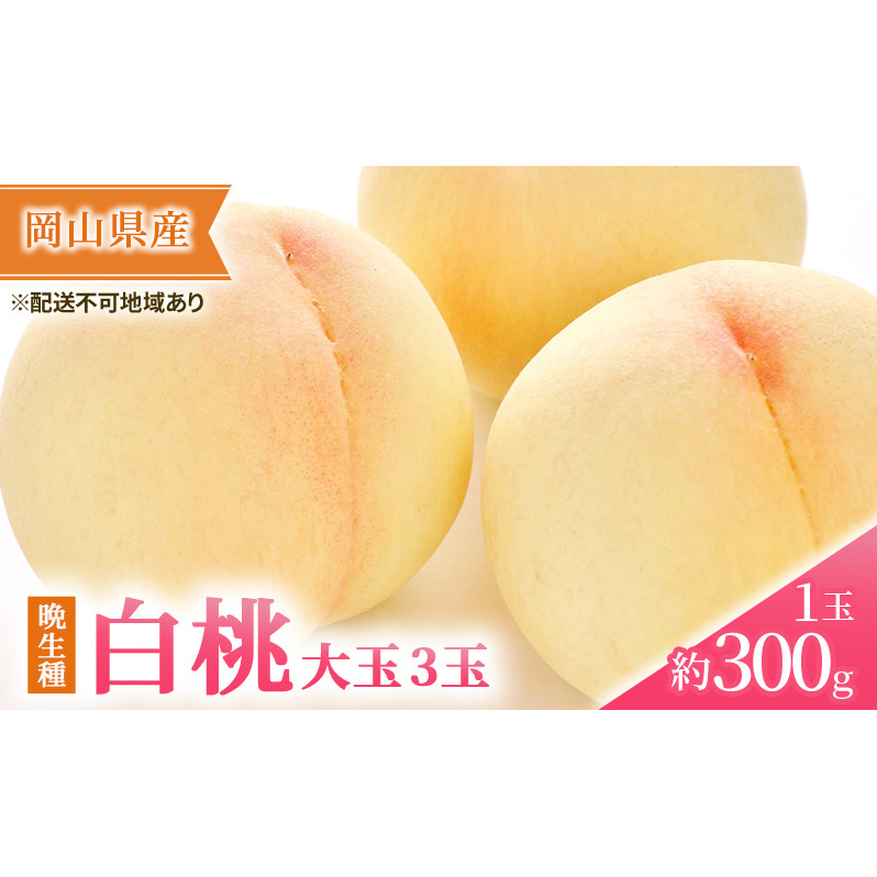 桃 2025年 先行予約 岡山の 白桃 大玉3玉（晩生種）（1玉約300g） もも モモ 岡山県産 国産 フルーツ 果物 ギフト 果物類 