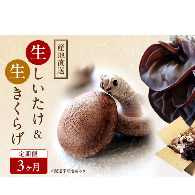 【 産地直送 】 有機JAS 生椎茸 800g & 生きくらげ 200g 定期便 3ヶ月 オーガニック しいたけ 椎茸 きくらげ きのこ 野菜 岡山県 玉野市 栽培期間中化学肥料不使用 栽培期間中農薬不使用 野菜セット
